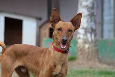 venta podencos|podenco welpen Kleinanzeigen kaufen & verkaufen bei。